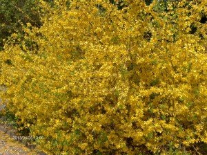 Vácrátót Botanikus kert I.