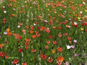 Vácrátót Botanikus kert IV.