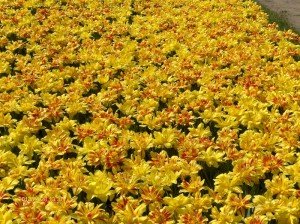 Vácrátót Botanikus kert VI.