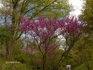 Vácrátót Botanikus kert VIII.