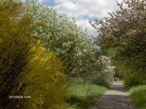 Vácrátót Botanikus kert IX.