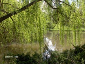 Vácrátót Botanikus kert X.