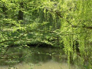 Vácrátót Botanikus kert XI.