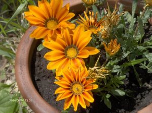 Csak elcsíptem a napocskákat :)