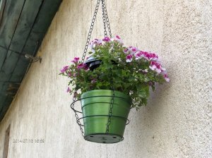 Fali virágtartó, a "jobb híján" muskátlikkal