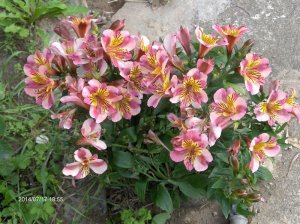 A nem tudom a nevét gyönyörűségem